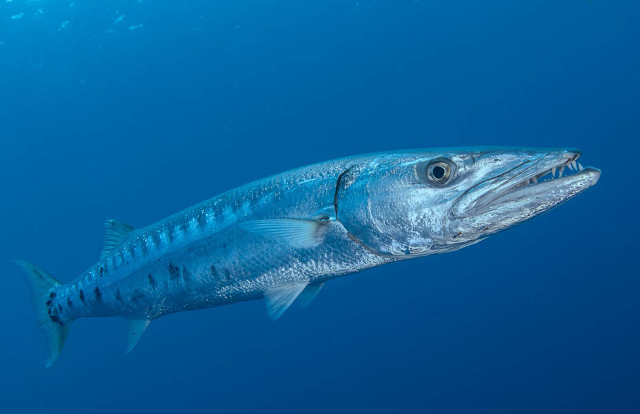 Barracuda