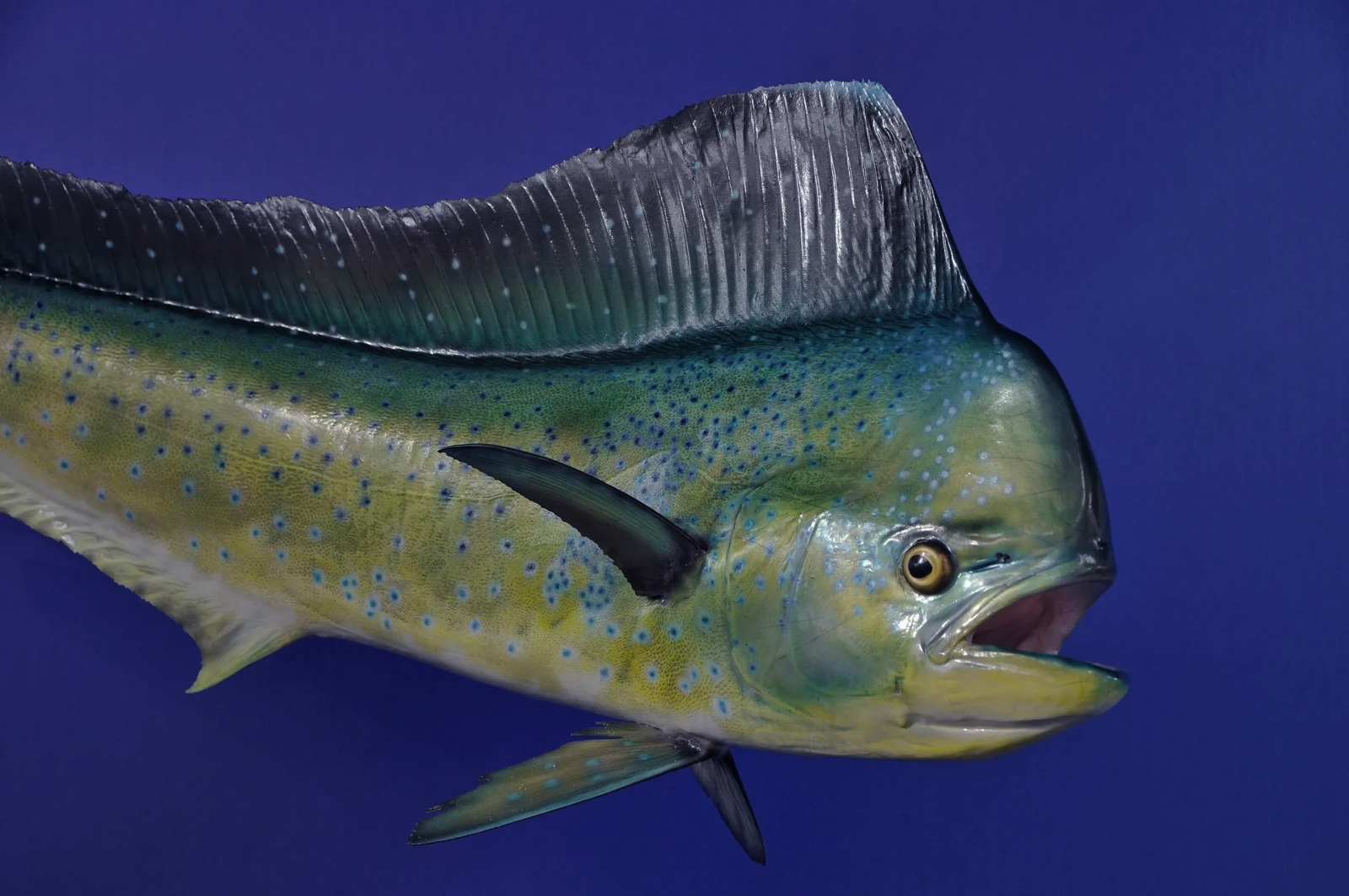 Mahi-Mahi